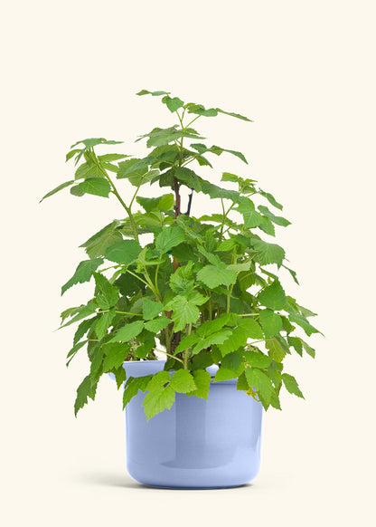Raspberry Bush in a 7 inches Fat Lip Blue Planter 