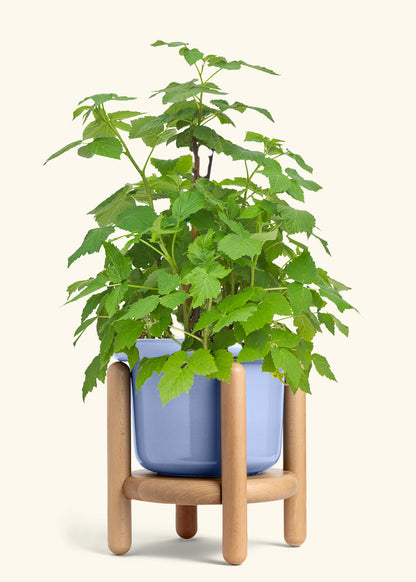 Raspberry Bush in a 7 inches Fat Lip Blue Planter in a Beech Wood Stand