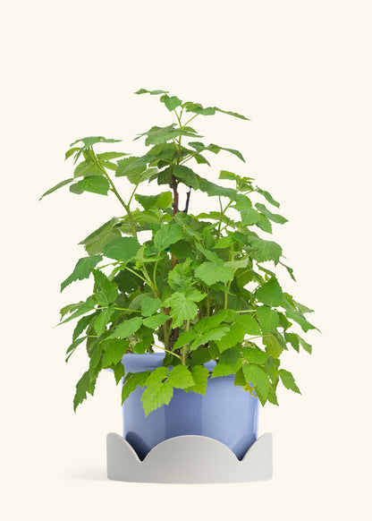 Raspberry Bush in a 7 inches Fat Lip Blue Planter in a Oat Petal Drip Tray