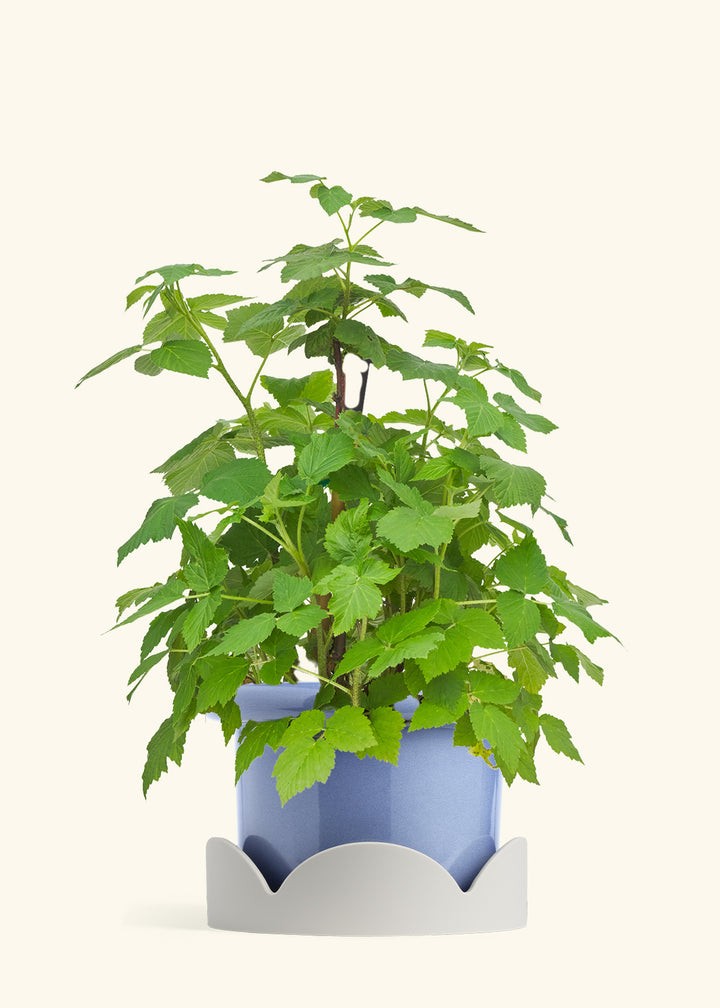 Raspberry Bush in a 7 inches Fat Lip Blue Planter in a Oat Petal Drip Tray