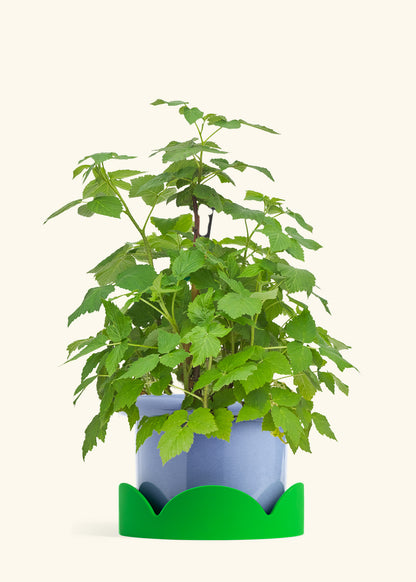 Raspberry Bush in a 7 inches Fat Lip Blue Planter in a Shamrock Petal Drip Tray