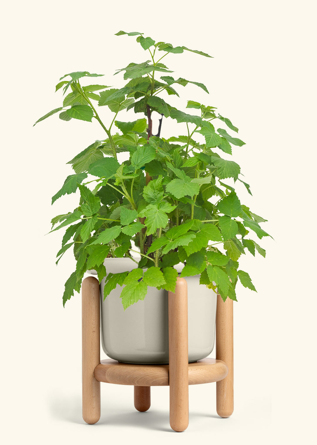 Raspberry Bush in a 7 inches Fat Lip Oat Planter in a Beech Wood Stand