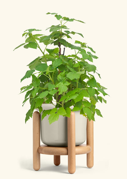 Raspberry Bush in a 7 inches Fat Lip Oat Planter in a Beech Wood Stand