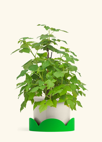 Raspberry Bush in a 7 inches Fat Lip Oat Planter in a Shamrock Petal Drip Tray
