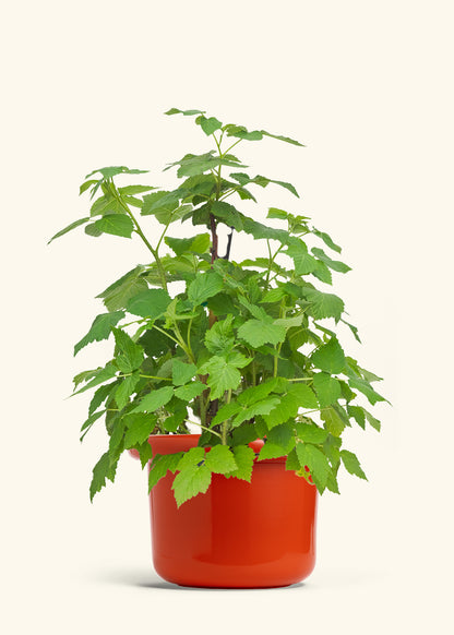Raspberry Bush in a 7 inches Fat Lip Red Planter 