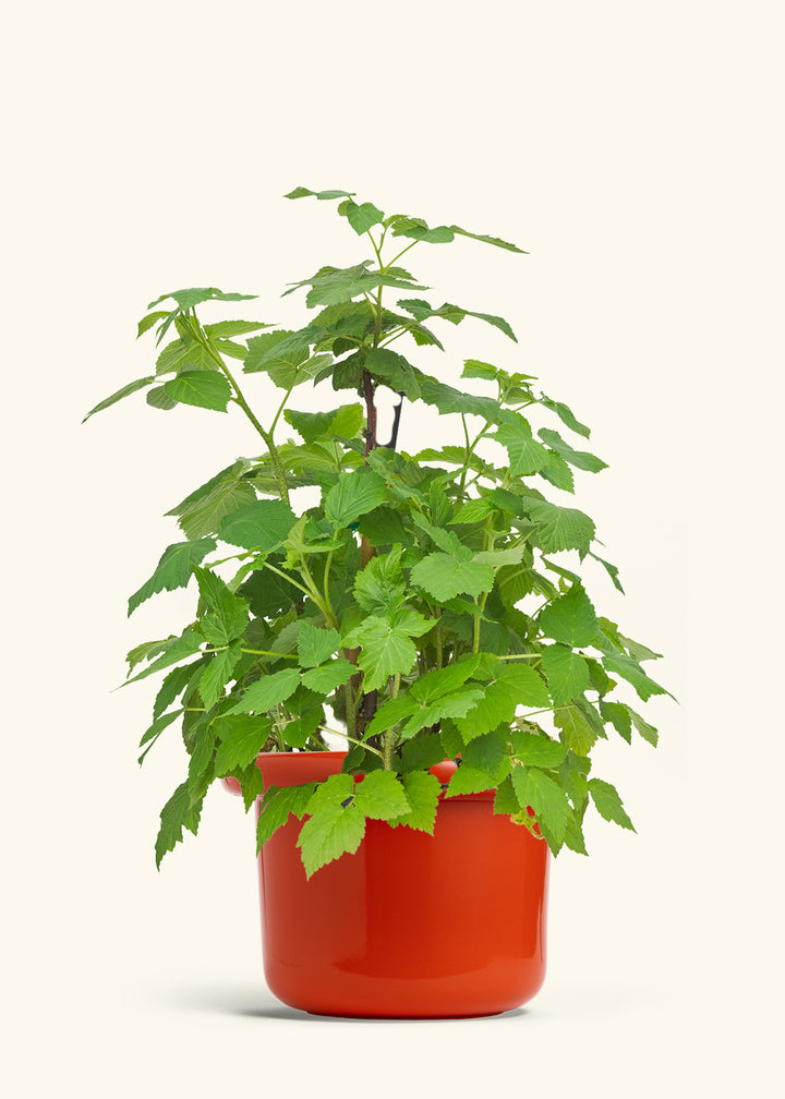 Raspberry Bush in a 7 inches Fat Lip Red Planter 
