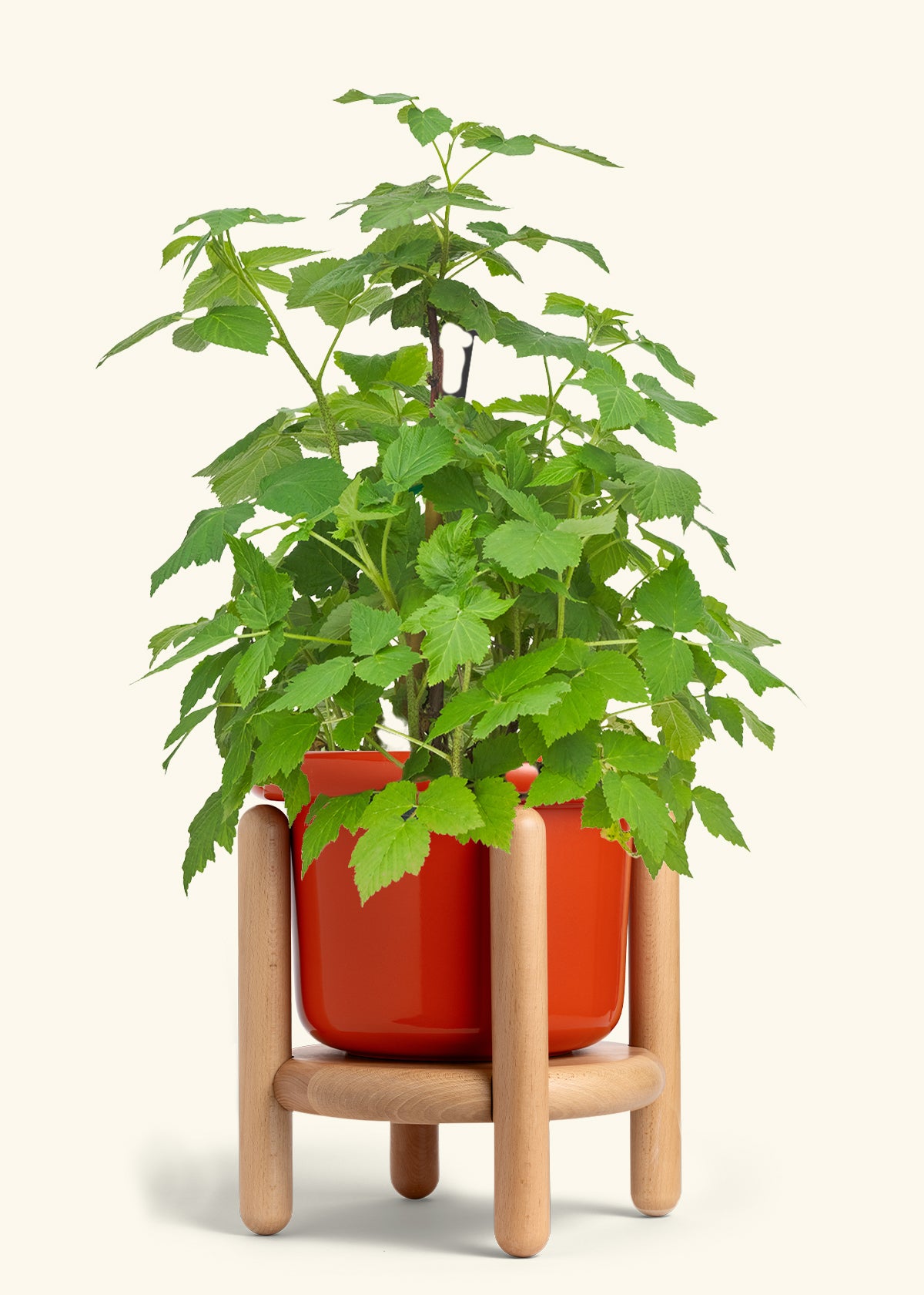 Raspberry Bush in a 7 inches Fat Lip Red Planter in a Beech Wood Stand