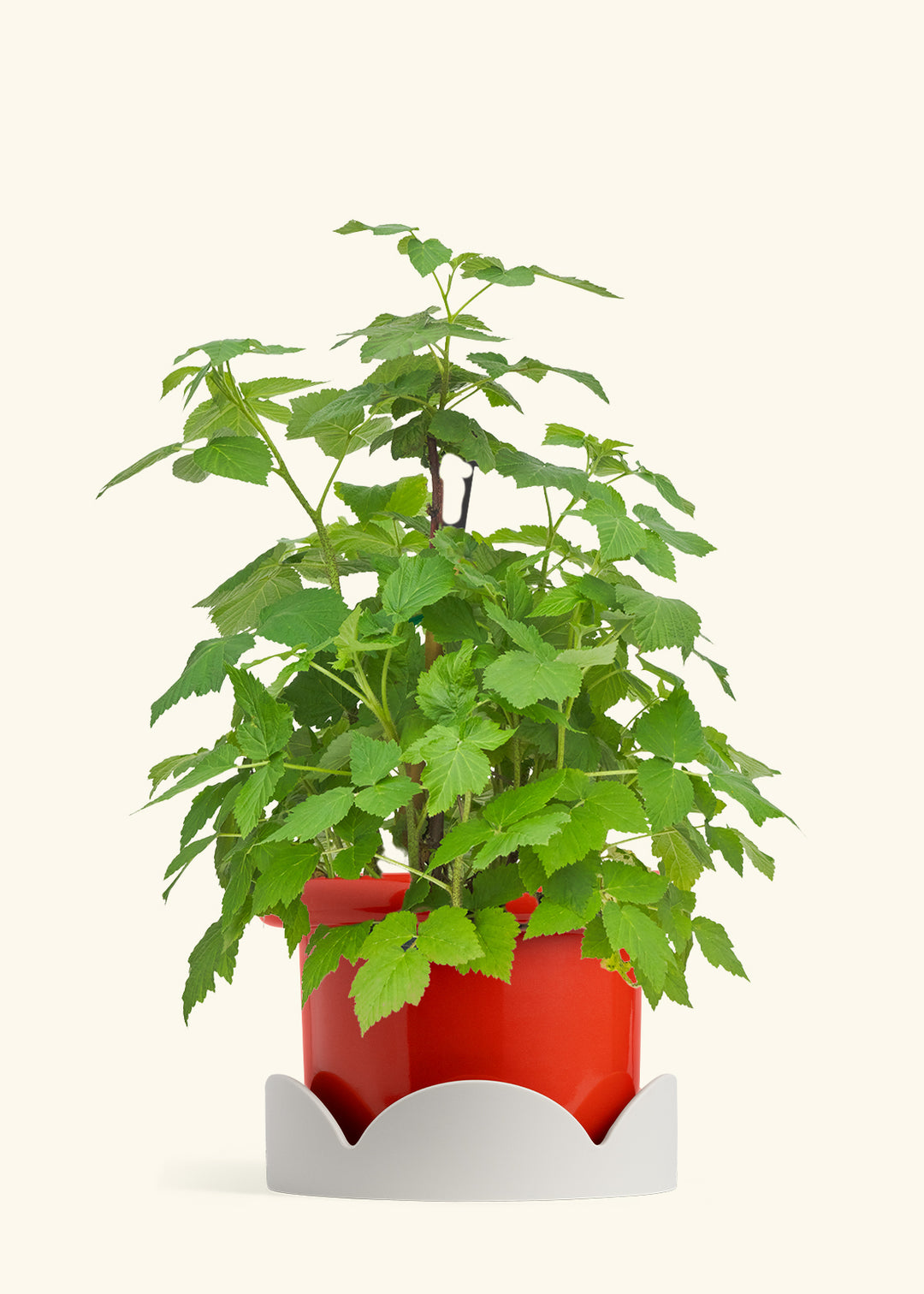 Raspberry Bush in a 7 inches Fat Lip Red Planter in a Oat Petal Drip Tray