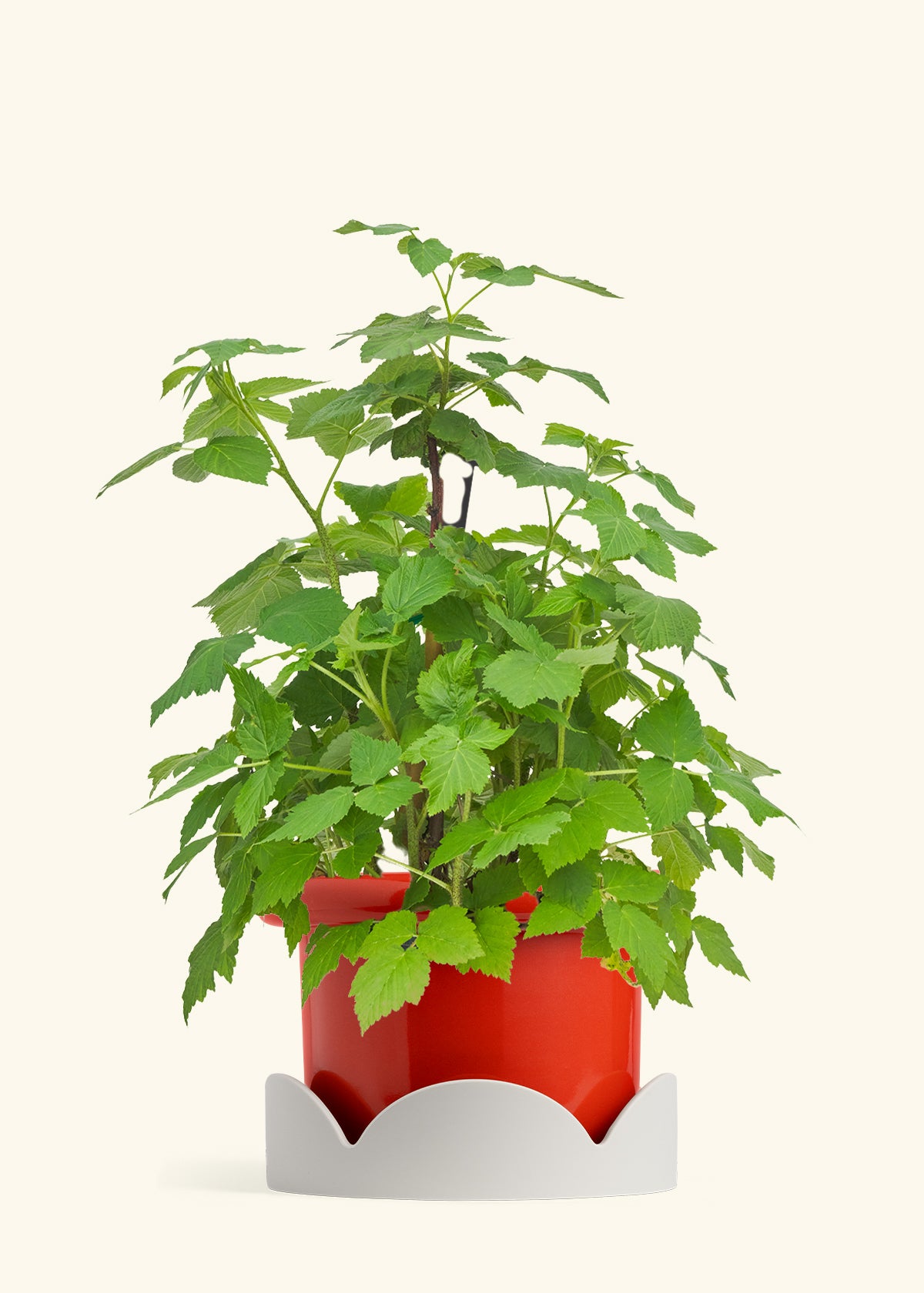 Raspberry Bush in a 7 inches Fat Lip Red Planter in a Oat Petal Drip Tray