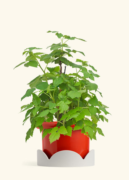 Raspberry Bush in a 7 inches Fat Lip Red Planter in a Oat Petal Drip Tray