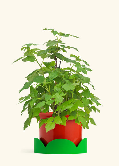 Raspberry Bush in a 7 inches Fat Lip Red Planter in a Shamrock Petal Drip Tray