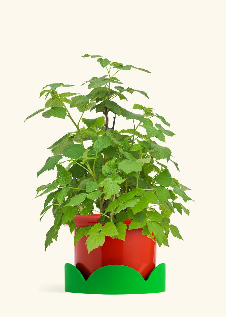 Raspberry Bush in a 7 inches Fat Lip Red Planter in a Shamrock Petal Drip Tray