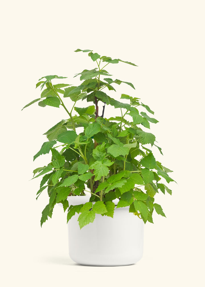 Raspberry Bush in a 7 inches Fat Lip White Planter 