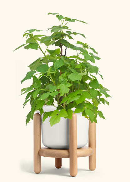 Raspberry Bush in a 7 inches Fat Lip White Planter in a Beech Wood Stand