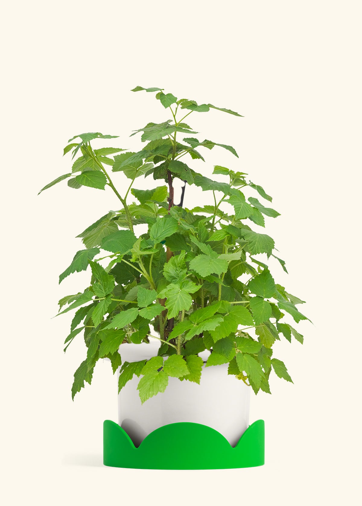 Raspberry Bush in a 7 inches Fat Lip White Planter in a Shamrock Petal Drip Tray