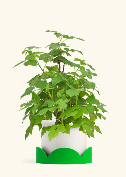 Raspberry Bush in a 7 inches Fat Lip White Planter in a Shamrock Petal Drip Tray