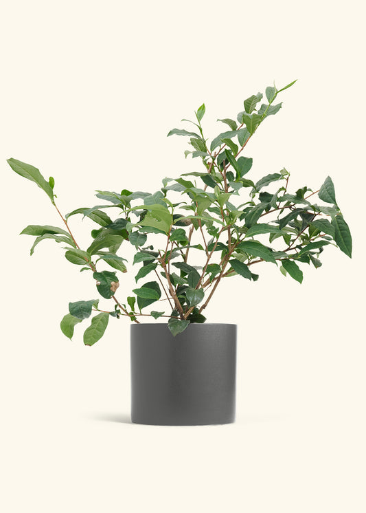 Tea Plant in a 7 inches Charcoal Classic Cylinder Planter 