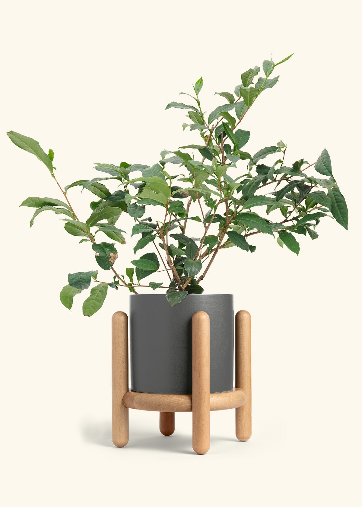 Tea Plant in a 7 inches Charcoal Classic Cylinder Planter in a Beech Wood Stand