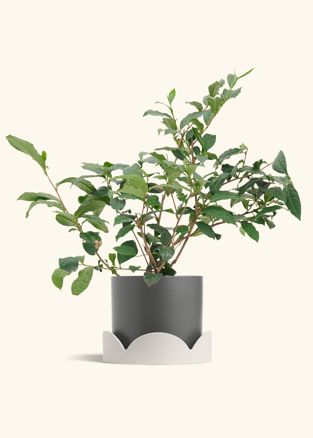 Tea Plant in a 7 inches Charcoal Classic Cylinder Planter in a Oat Petal Drip Tray