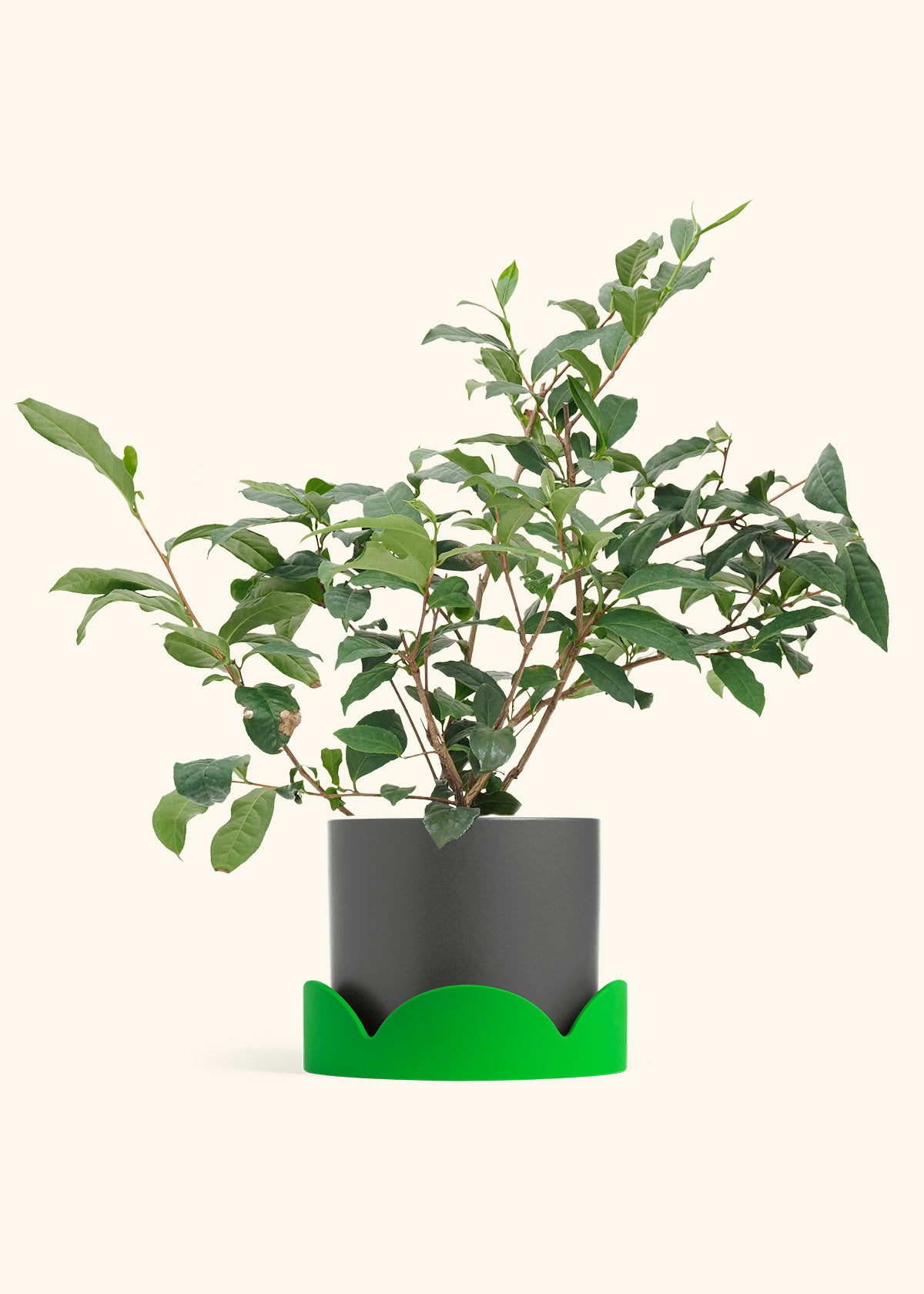 Tea Plant in a 7 inches Charcoal Classic Cylinder Planter in a Shamrock Petal Drip Tray
