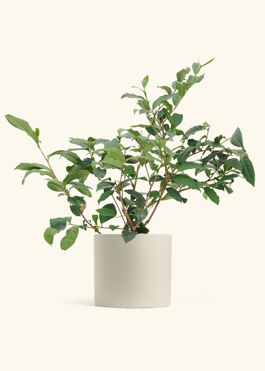 Tea Plant in a 7 inches Oat Classic Cylinder Planter 