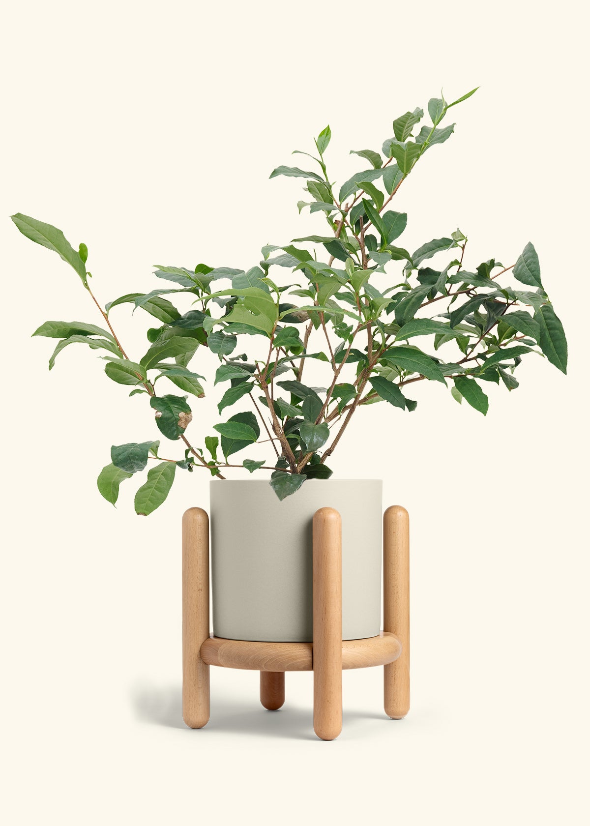 Tea Plant in a 7 inches Oat Classic Cylinder Planter in a Beech Wood Stand