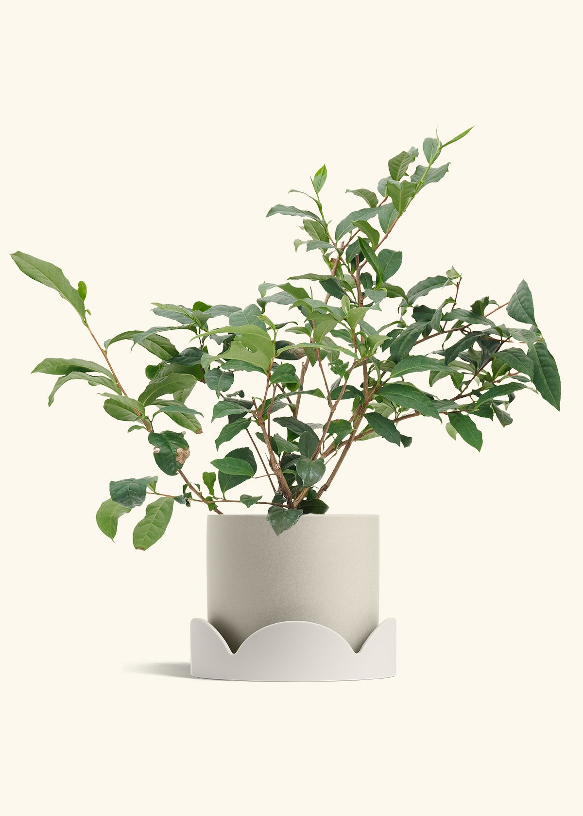 Tea Plant in a 7 inches Oat Classic Cylinder Planter in a Oat Petal Drip Tray