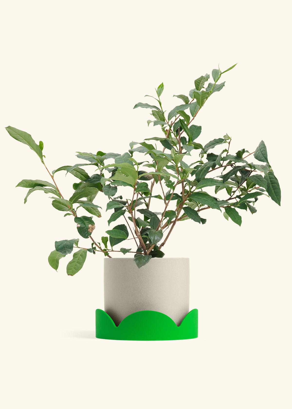 Tea Plant in a 7 inches Oat Classic Cylinder Planter in a Shamrock Petal Drip Tray