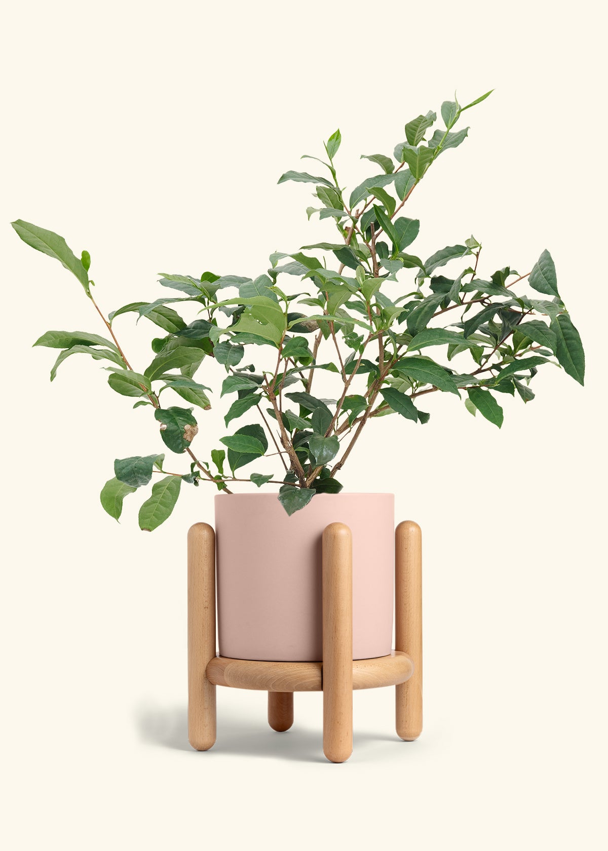 Tea Plant in a 7 inches Pink Classic Cylinder Planter in a Beech Wood Stand