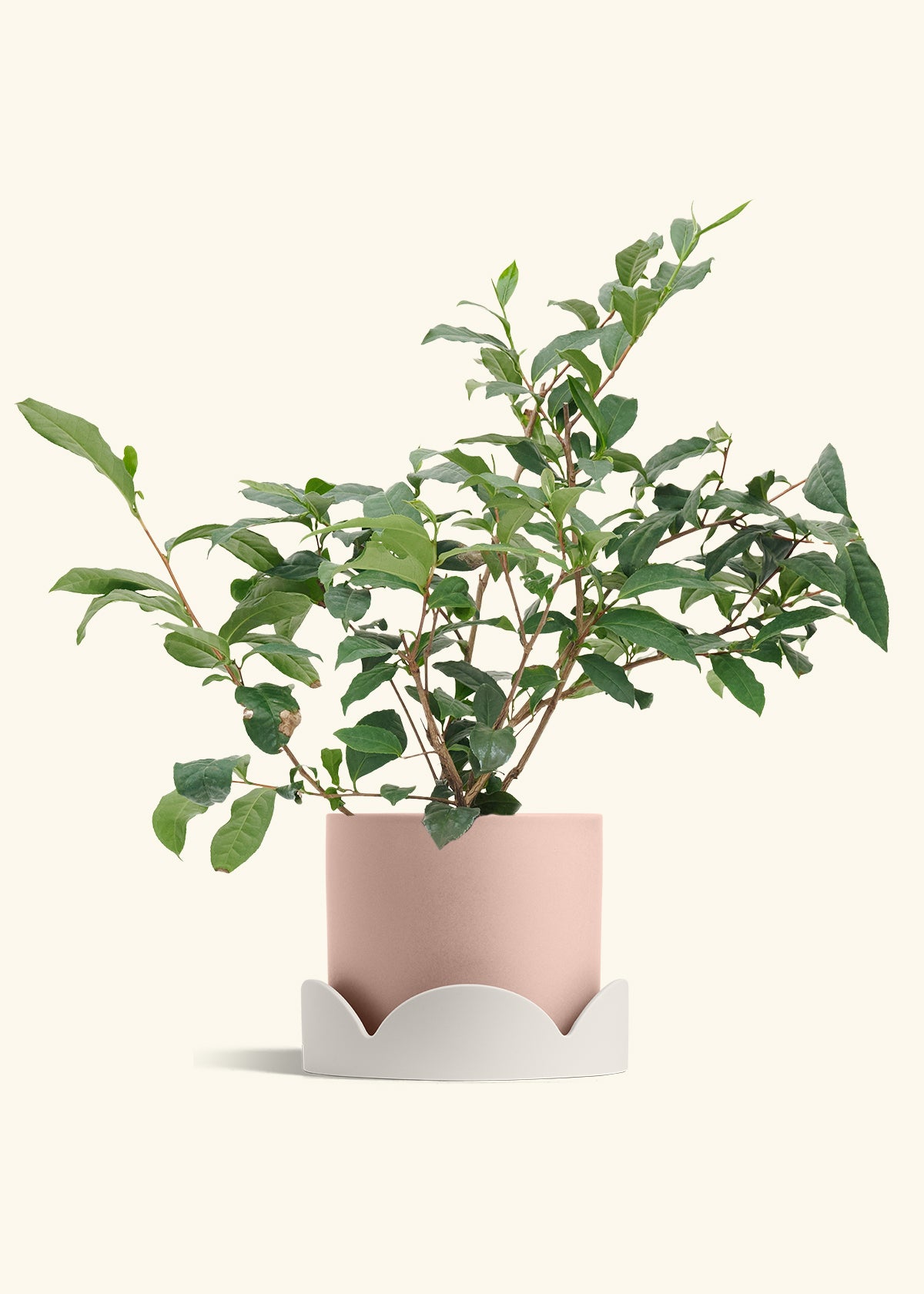 Tea Plant in a 7 inches Pink Classic Cylinder Planter in a Oat Petal Drip Tray