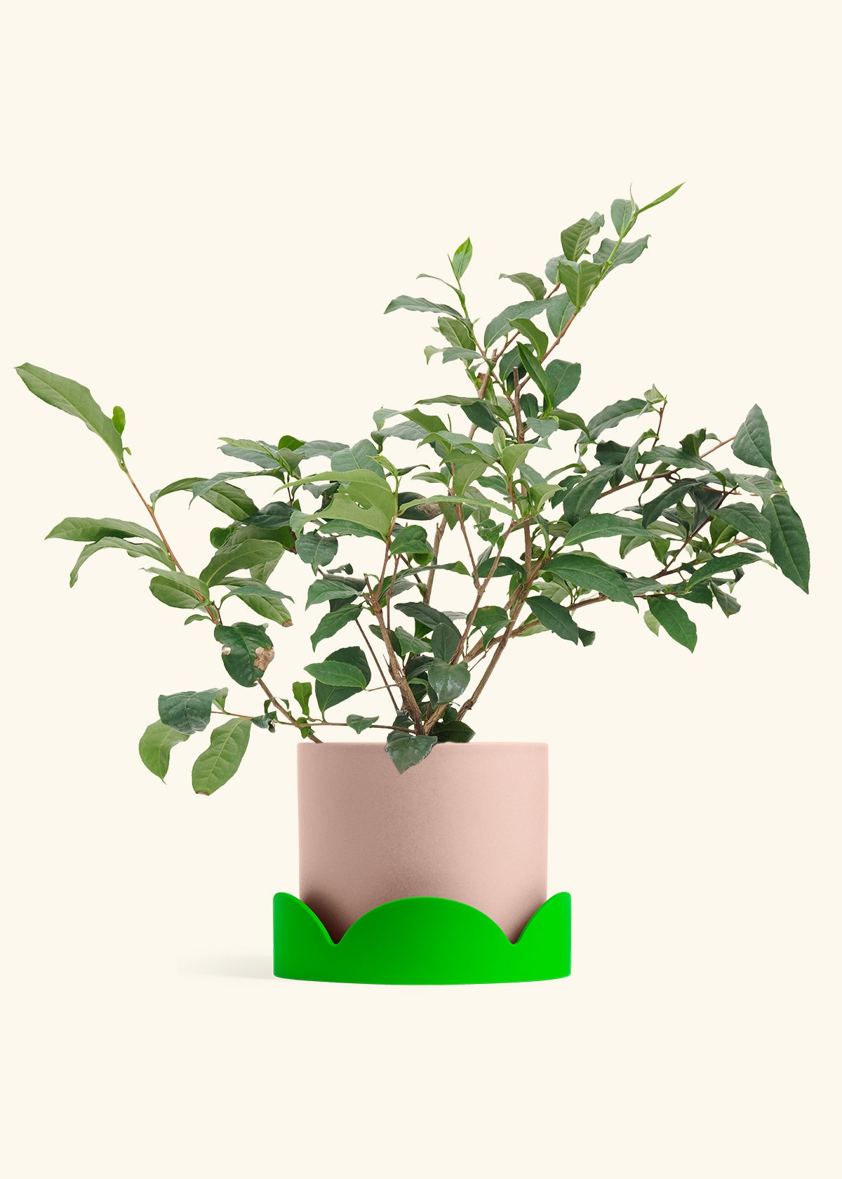 Tea Plant in a 7 inches Pink Classic Cylinder Planter in a Shamrock Petal Drip Tray