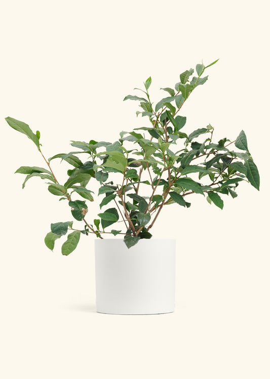 Tea Plant in a 7 inches White Classic Cylinder Planter 