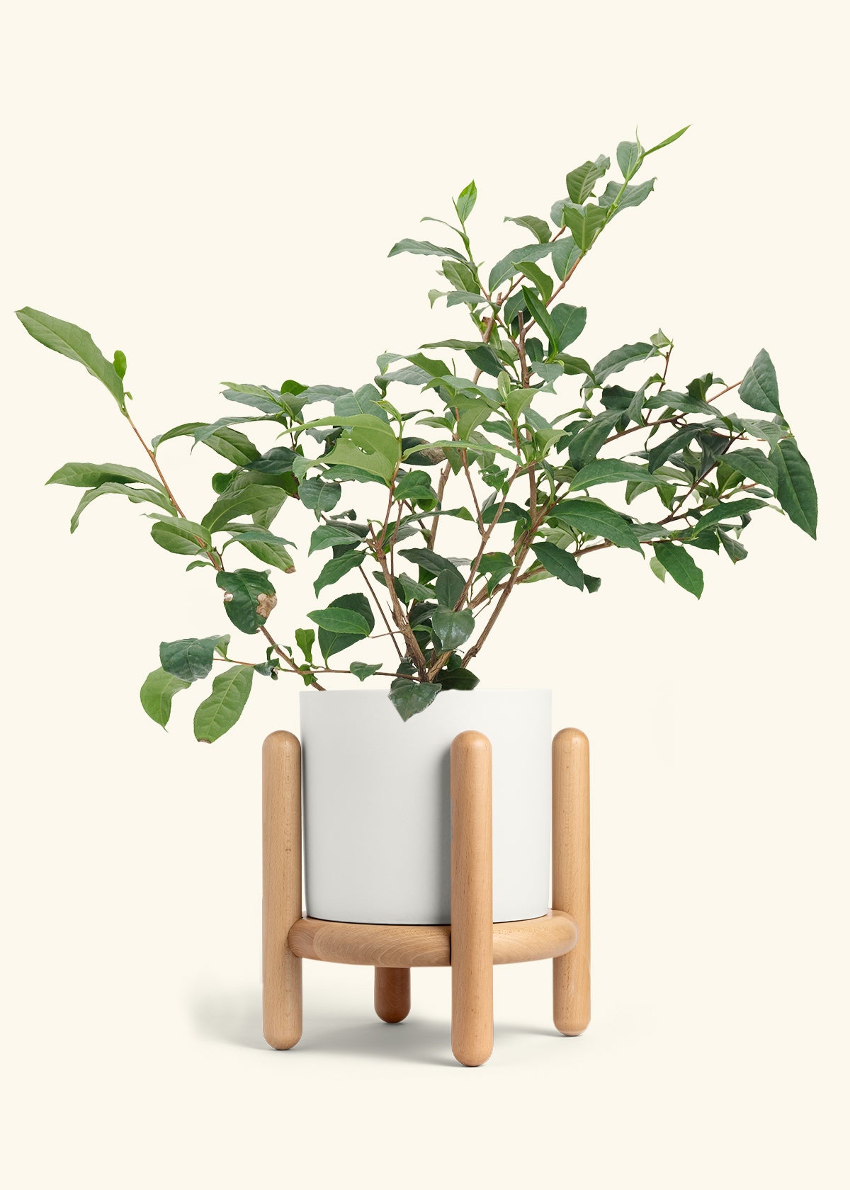 Tea Plant in a 7 inches White Classic Cylinder Planter in a Beech Wood Stand