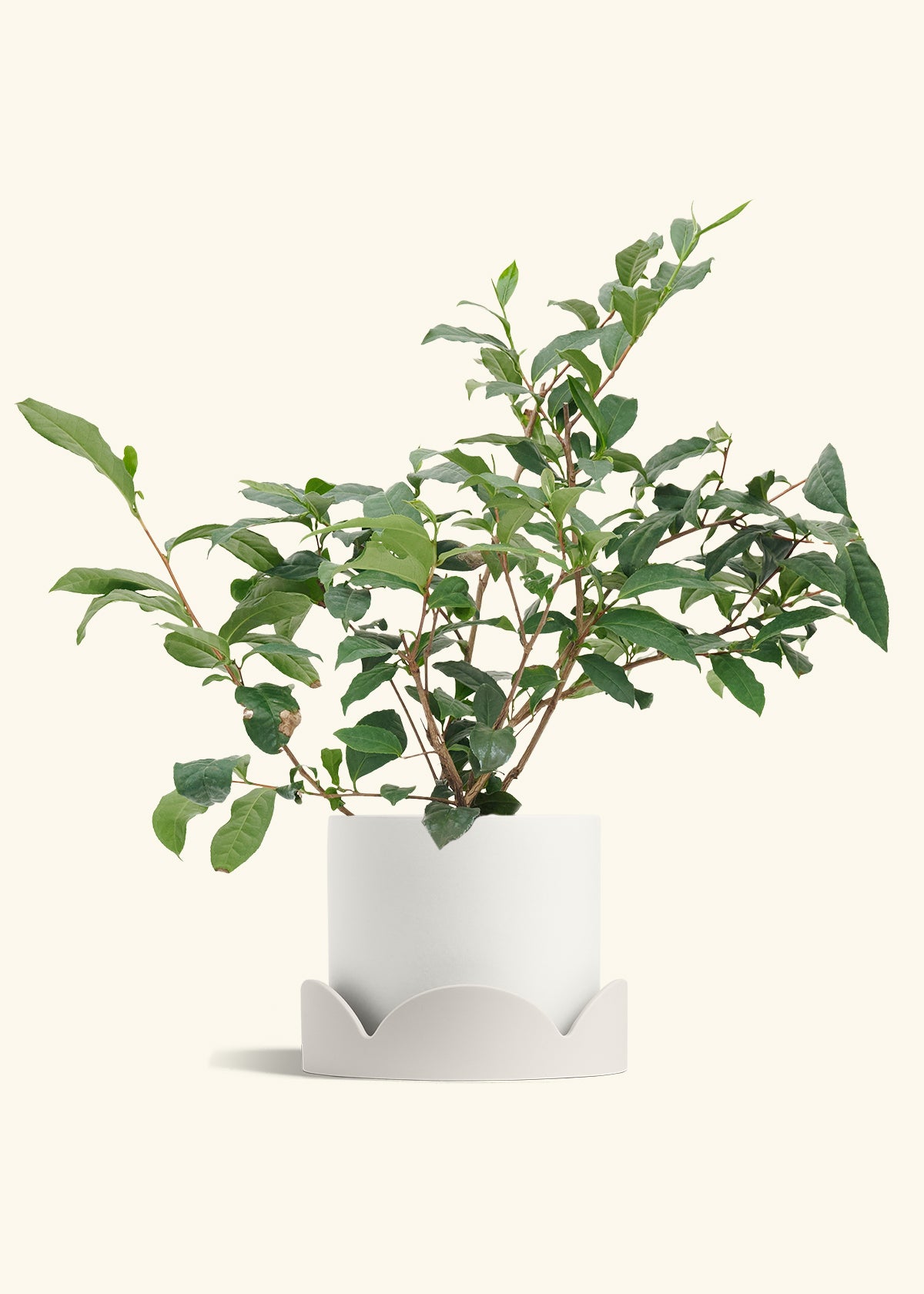 Tea Plant in a 7 inches White Classic Cylinder Planter in a Oat Petal Drip Tray