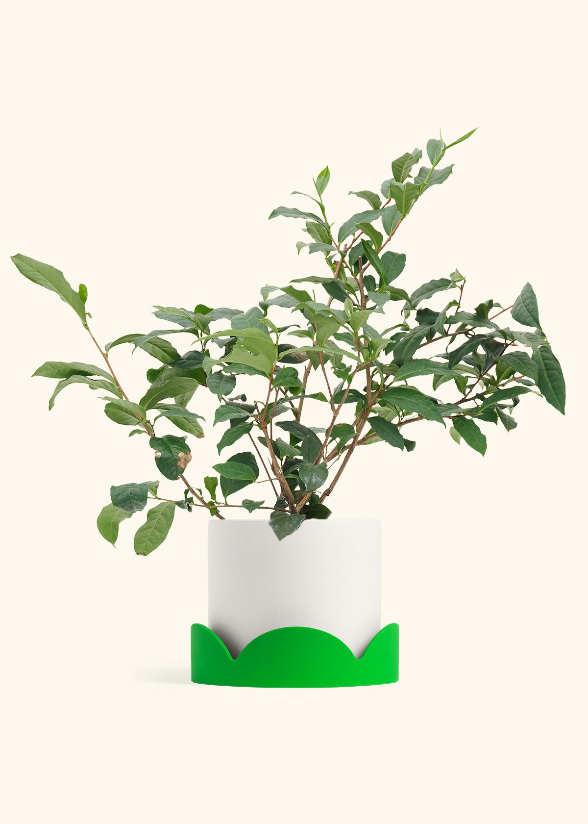 Tea Plant in a 7 inches White Classic Cylinder Planter in a Shamrock Petal Drip Tray