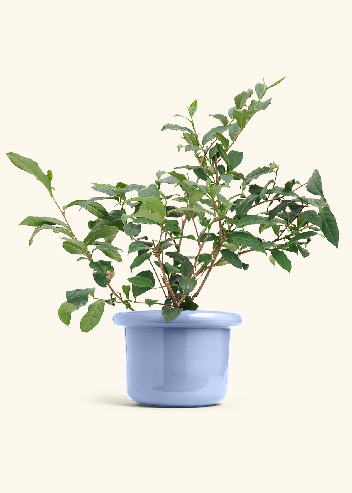 is green tea good for indoor plants Tea Plant