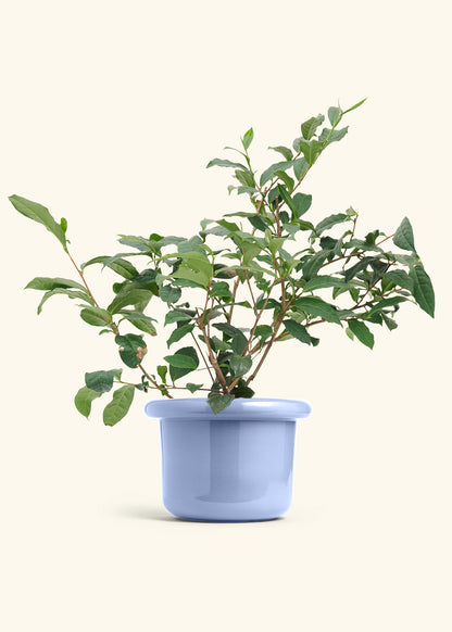 Tea Plant in a 7 inches Fat Lip Blue Planter 