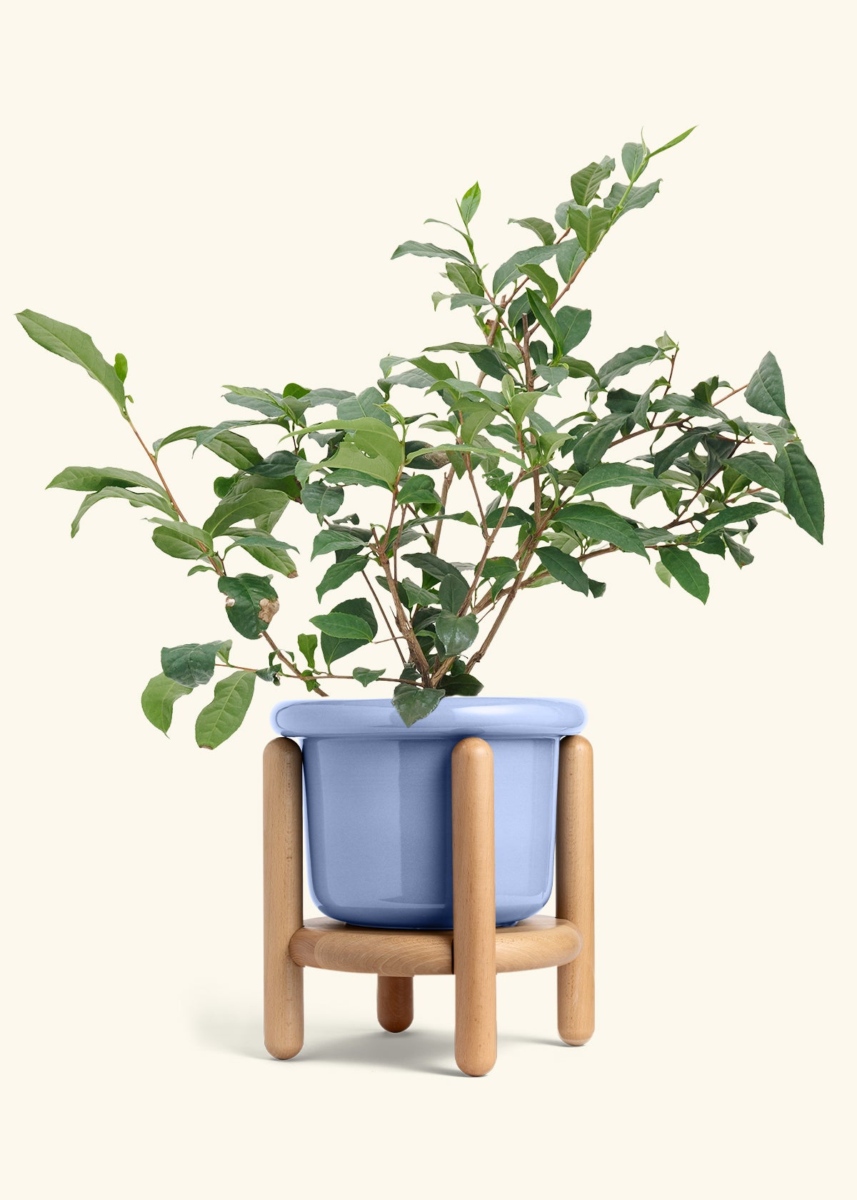 Tea Plant in a 7 inches Fat Lip Blue Planter in a Beech Wood Stand