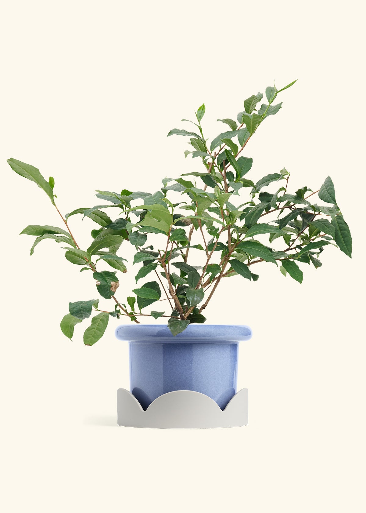 Tea Plant in a 7 inches Fat Lip Blue Planter in a Oat Petal Drip Tray