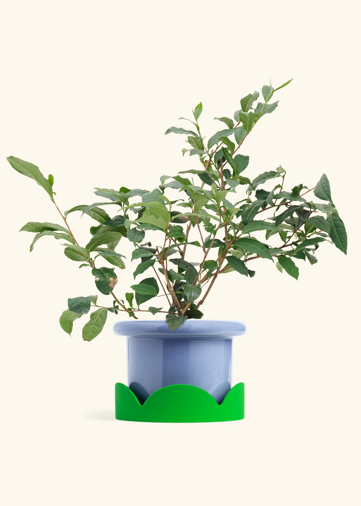 Tea Plant in a 7 inches Fat Lip Blue Planter in a Shamrock Petal Drip Tray