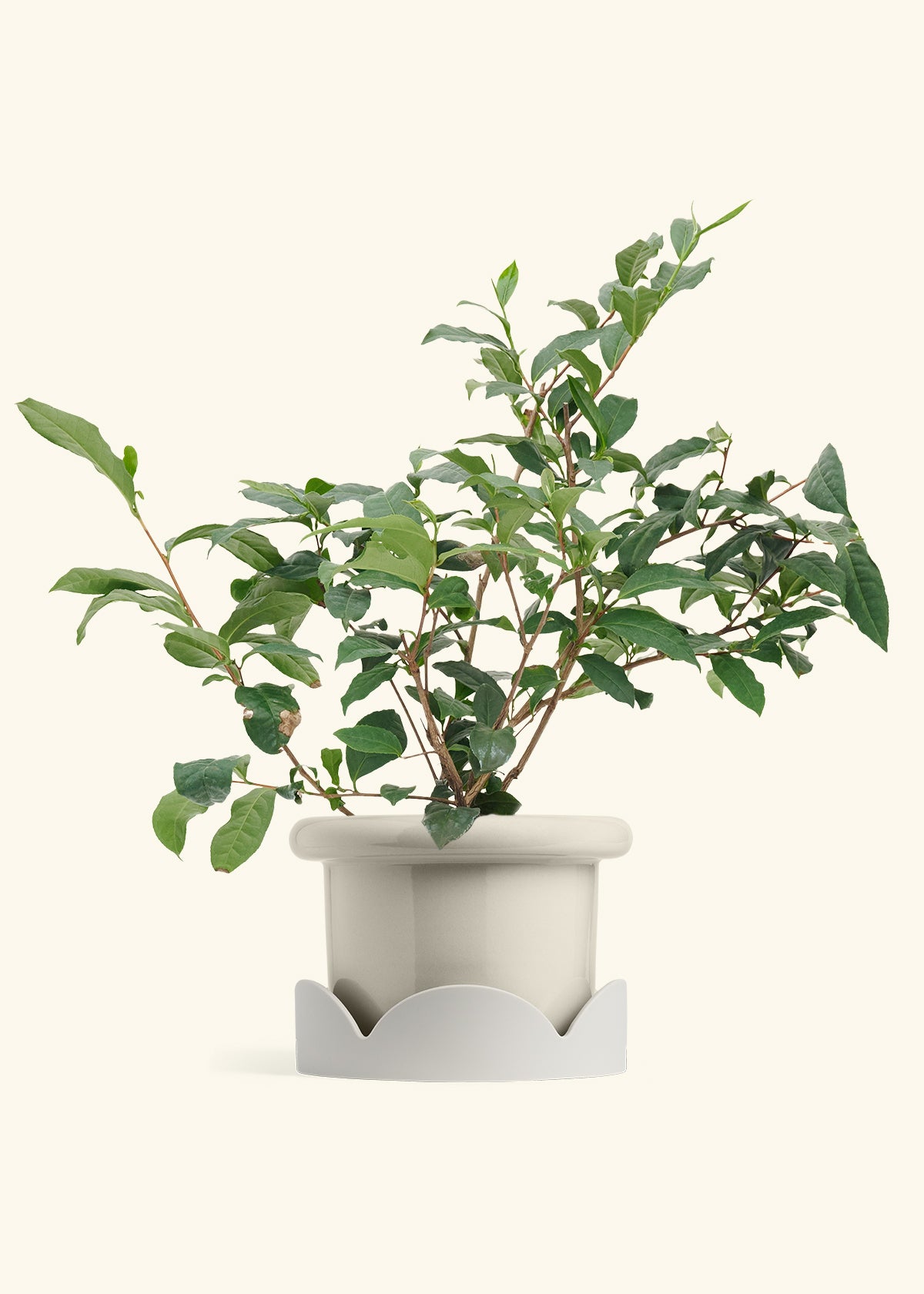 Tea Plant in a 7 inches Fat Lip Oat Planter in a Oat Petal Drip Tray