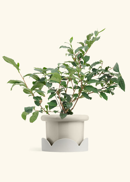 Tea Plant in a 7 inches Fat Lip Oat Planter in a Oat Petal Drip Tray