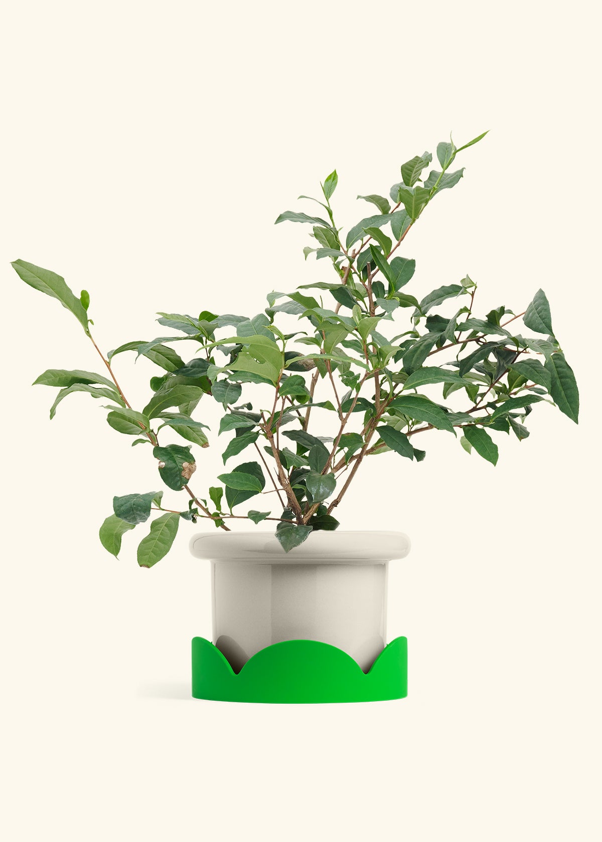 Tea Plant in a 7 inches Fat Lip Oat Planter in a Shamrock Petal Drip Tray