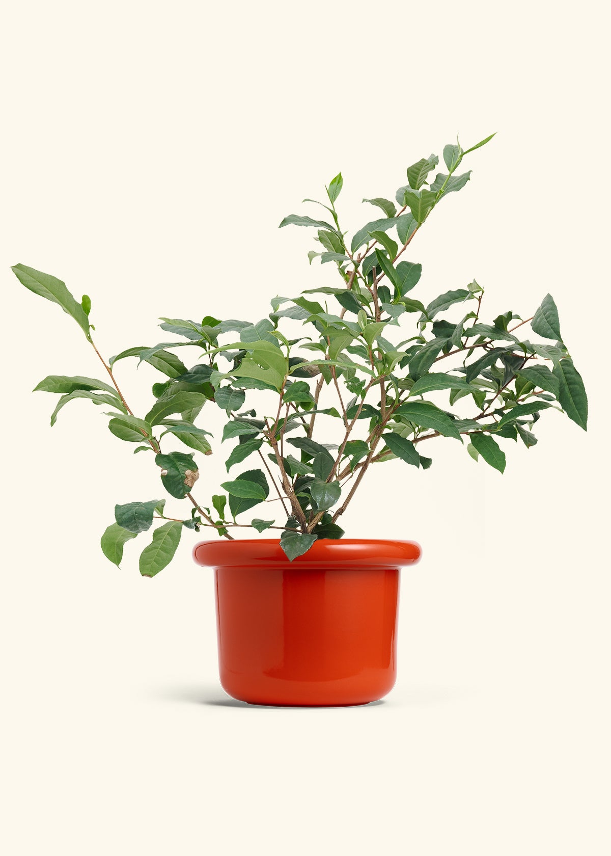 tea leaves for indoor plants Tea Plant – Hey Rooted