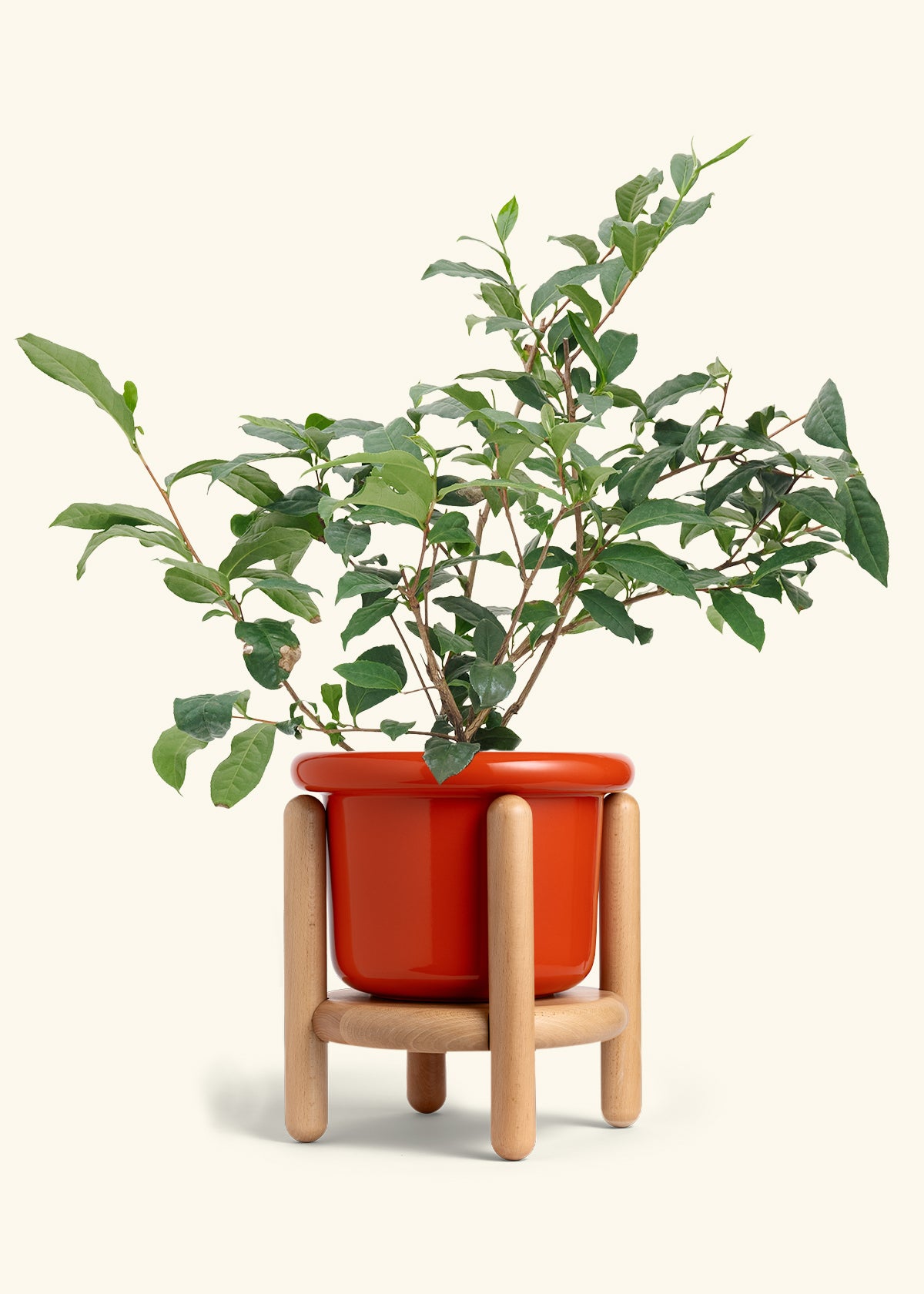Tea Plant in a 7 inches Fat Lip Red Planter in a Beech Wood Stand
