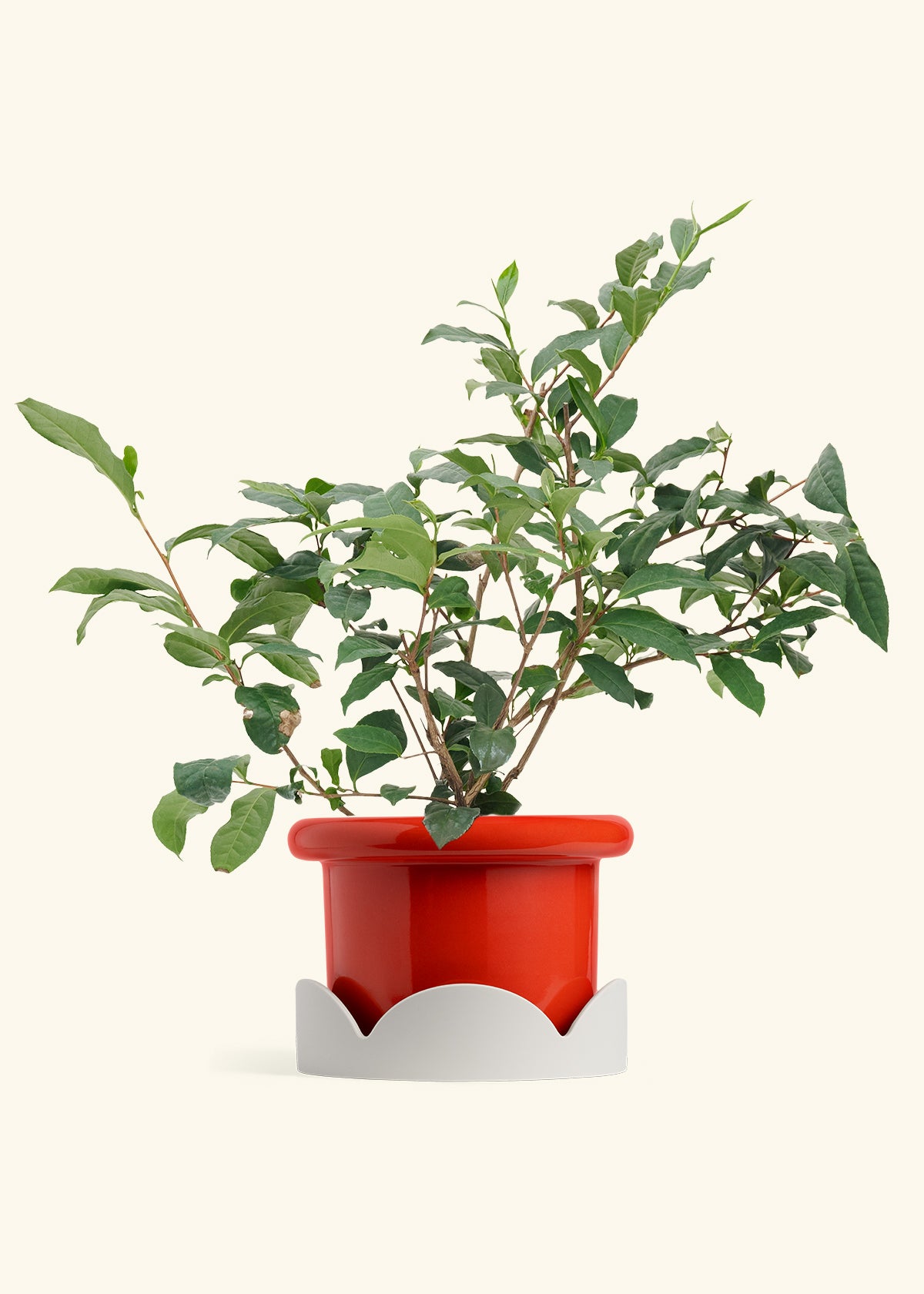 Tea Plant in a 7 inches Fat Lip Red Planter in a Oat Petal Drip Tray