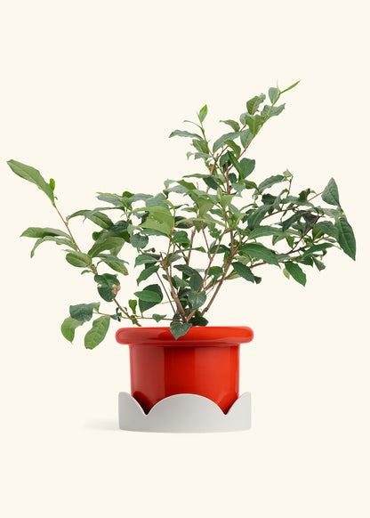 Tea Plant in a 7 inches Fat Lip Red Planter in a Oat Petal Drip Tray