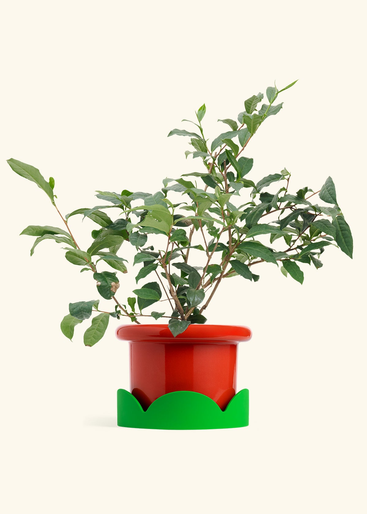 Tea Plant in a 7 inches Fat Lip Red Planter in a Shamrock Petal Drip Tray