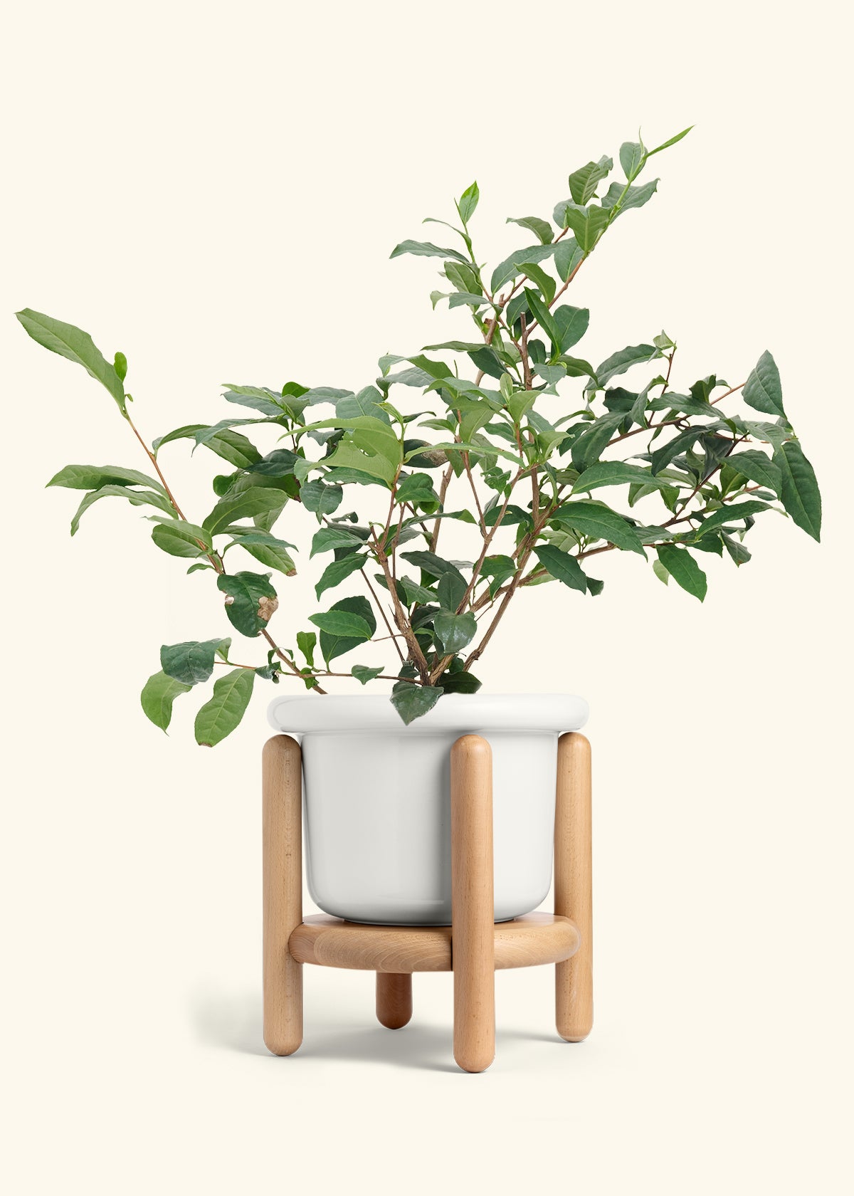 Tea Plant in a 7 inches Fat Lip White Planter in a Beech Wood Stand