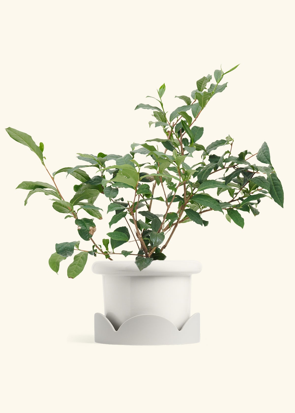 Tea Plant in a 7 inches Fat Lip White Planter in a Oat Petal Drip Tray